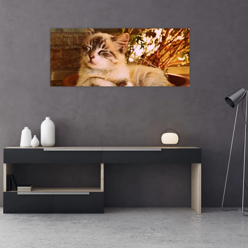 Tablou cu pisica în ghiveci (120x50 cm), în 40 de alte dimensiuni noi