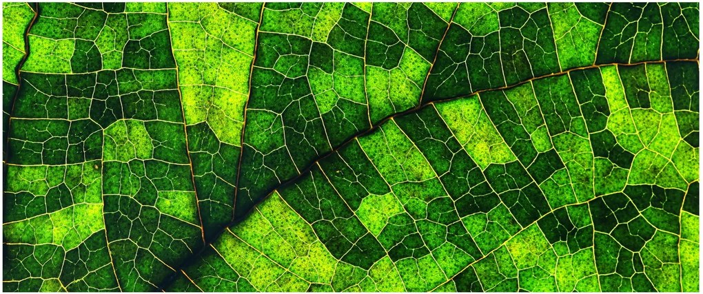 Tablou - Detaliu frunze (120x50 cm)