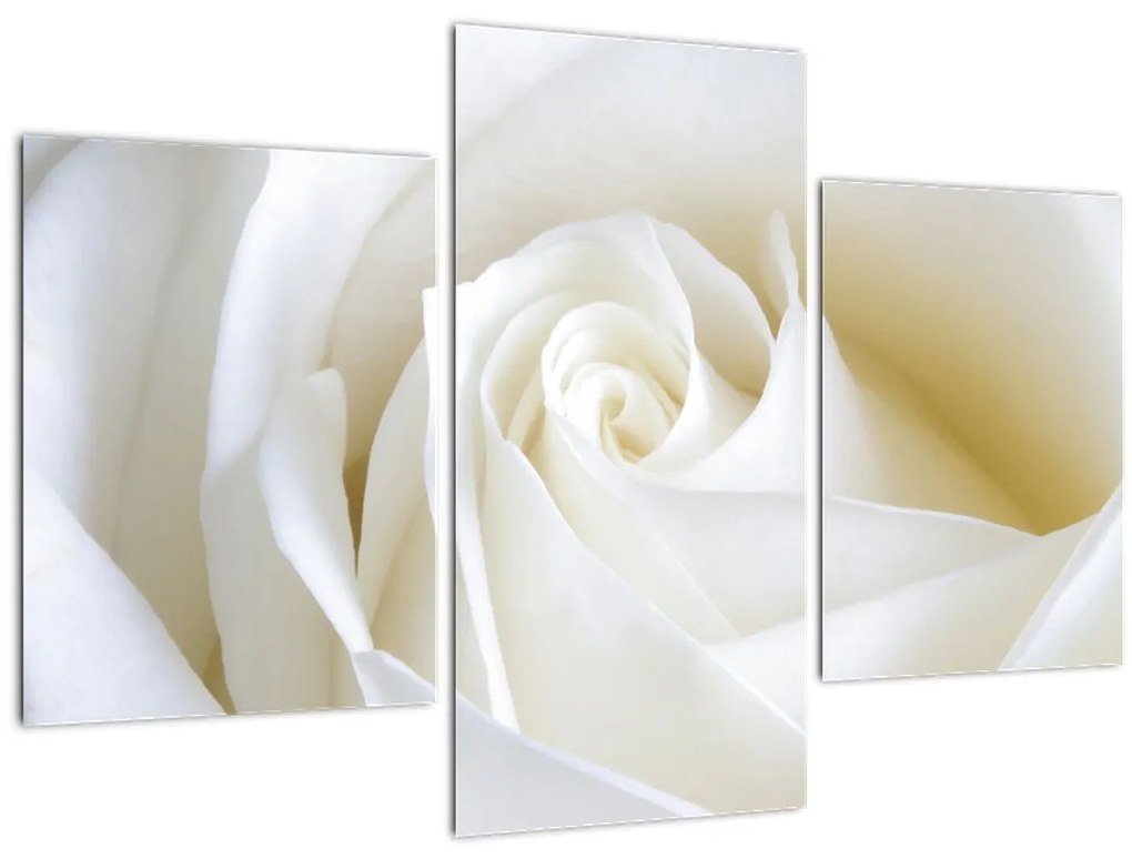 Tablou cu tandafir alb (90x60 cm)