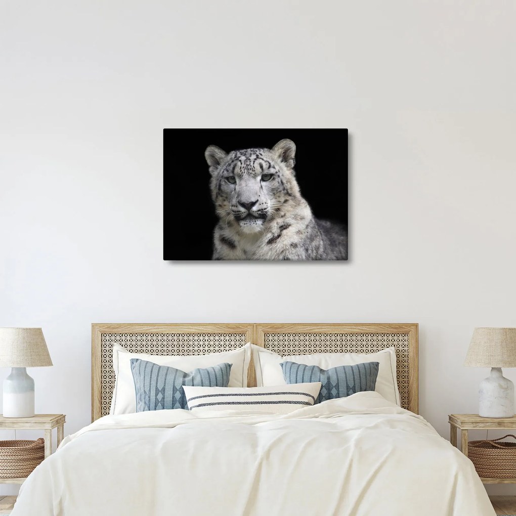 Tablou - Snow Leopard (70x50 cm)