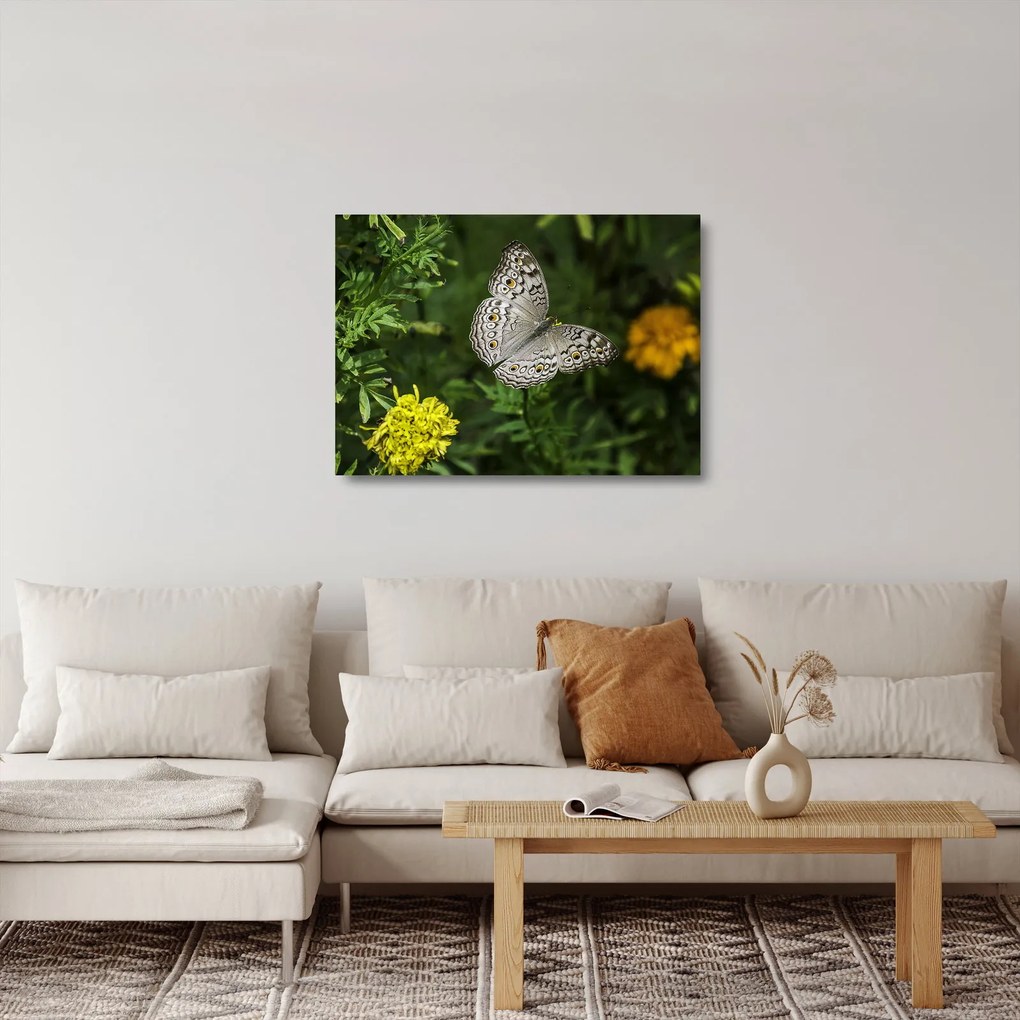 Tablou pe sticlă - fluture alb (70x50 cm)