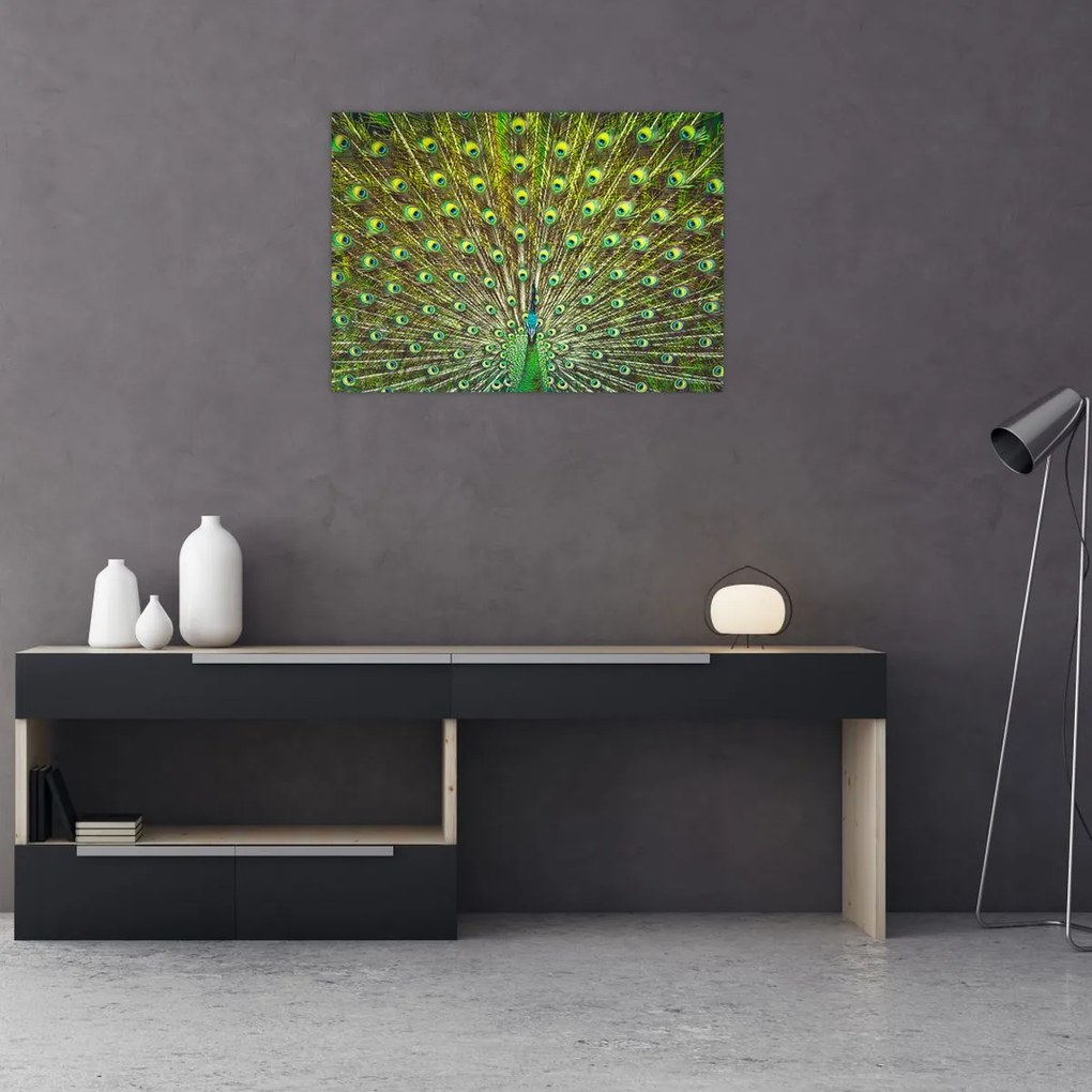 Tablou pe sticlă - Peacock (70x50 cm)