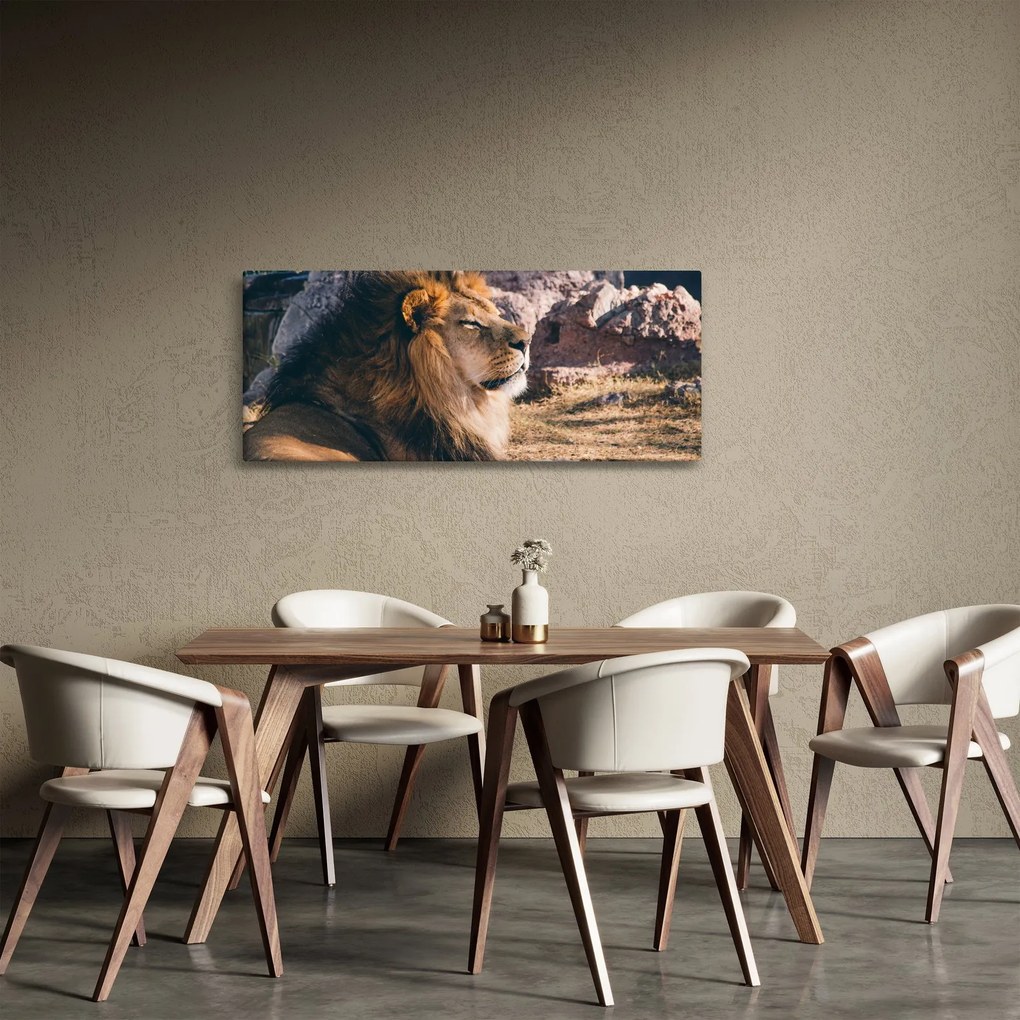 Tablou cu leul dormind (120x50 cm)