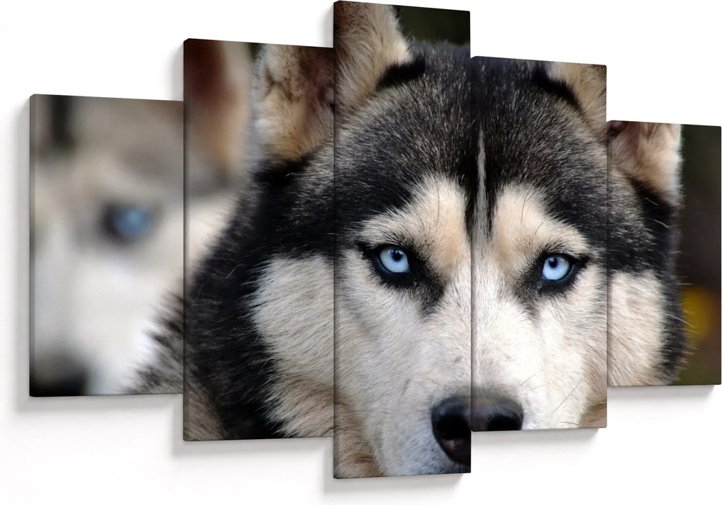 Tablou cu câinele husky (150x105 cm)