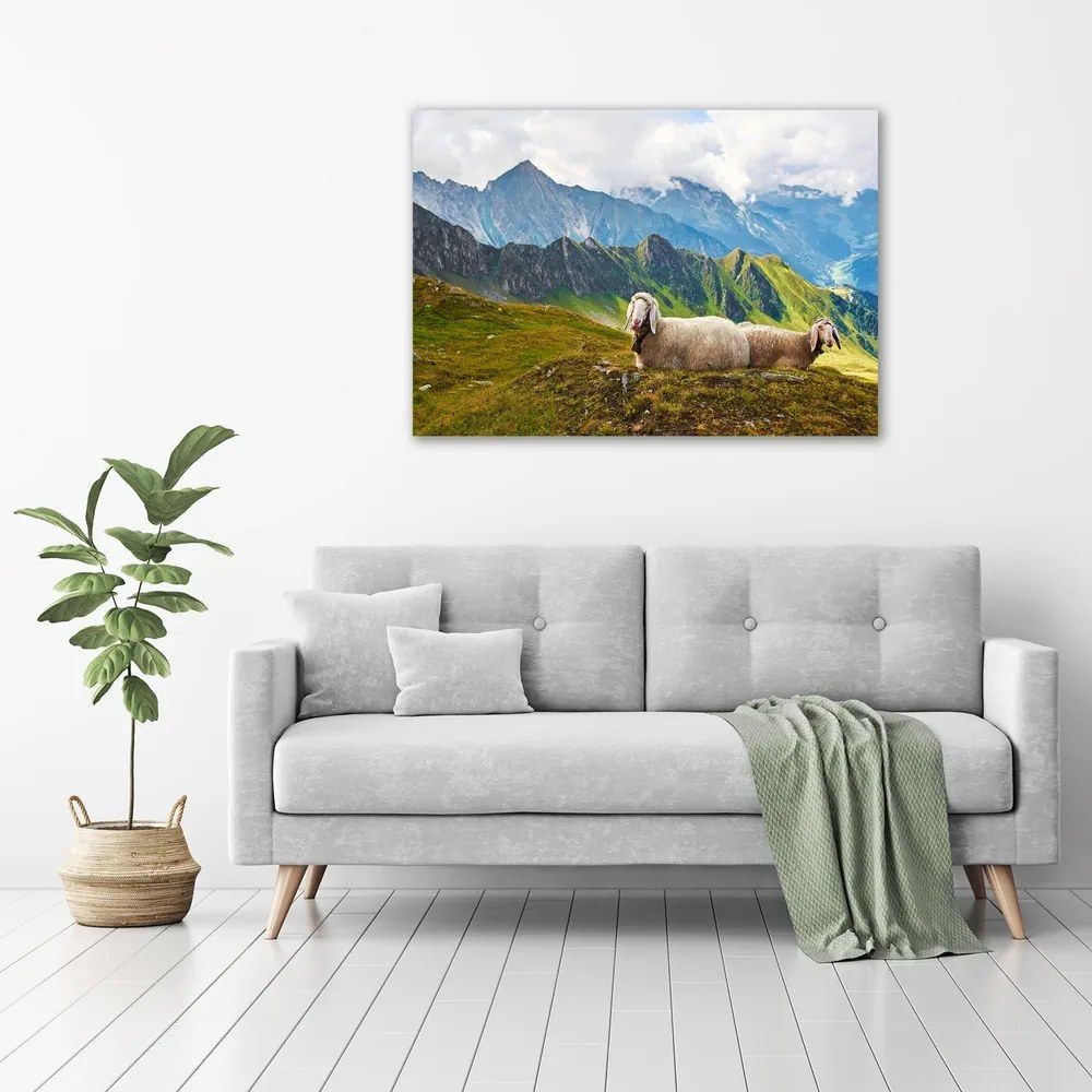 Tablou pe pânză canvas Oile în alpi