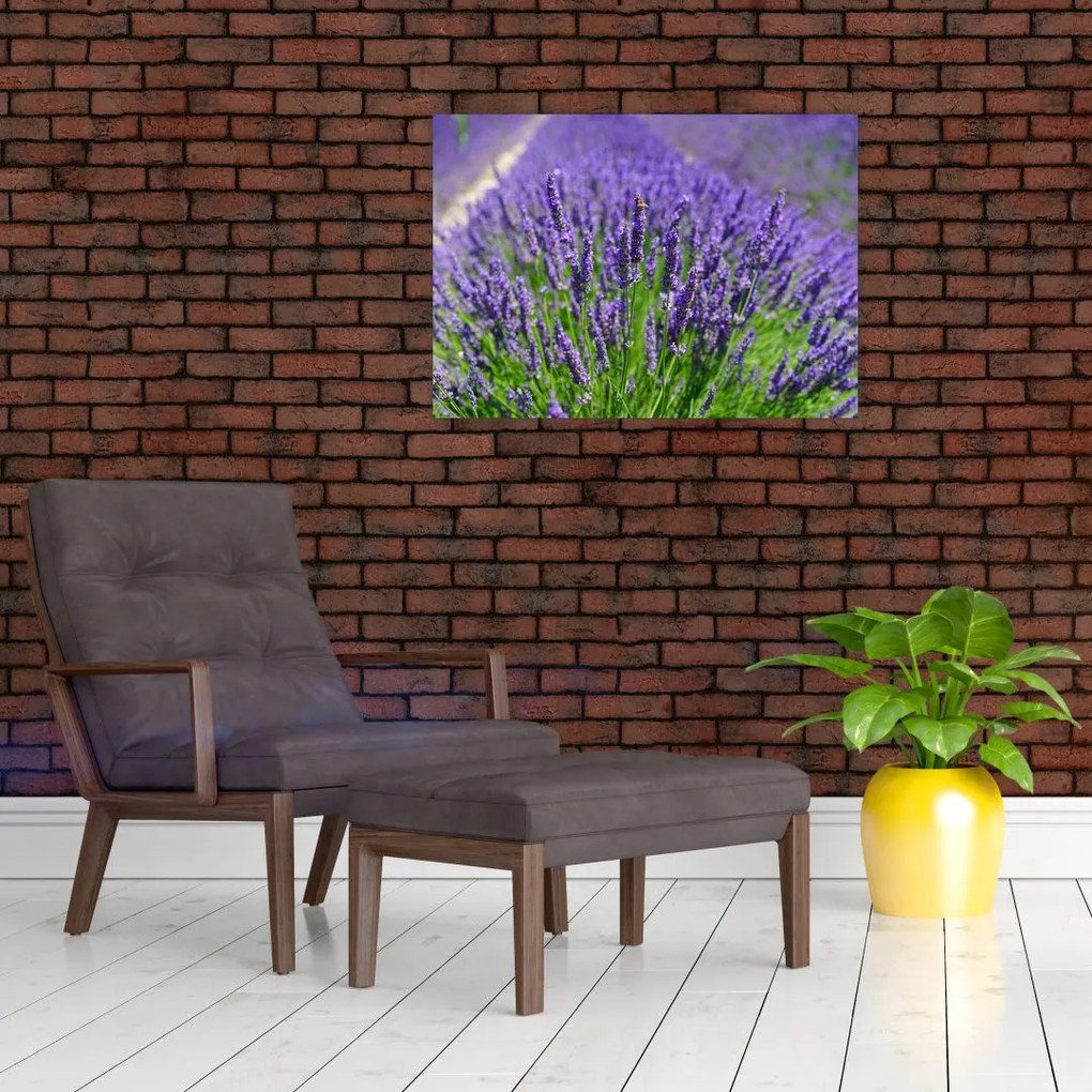 Tablou pe sticlă - lavanda (70x50 cm)