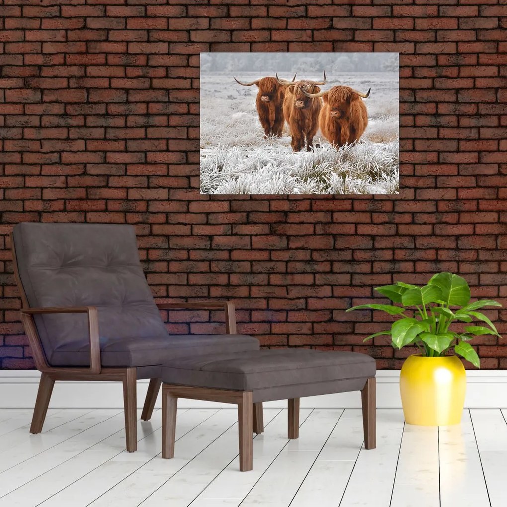 Tablou - Vaci scoțiene (70x50 cm)