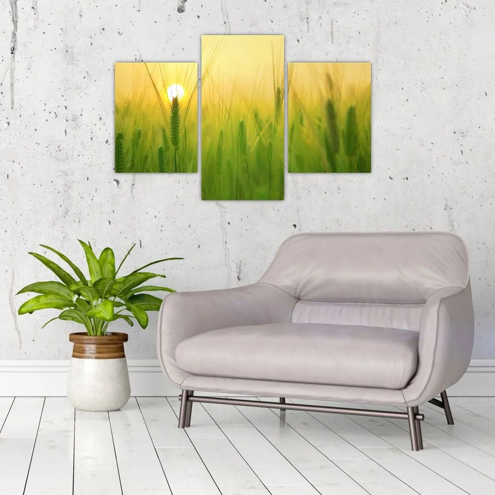 Tablou - Câmp cu cereale (90x60 cm)