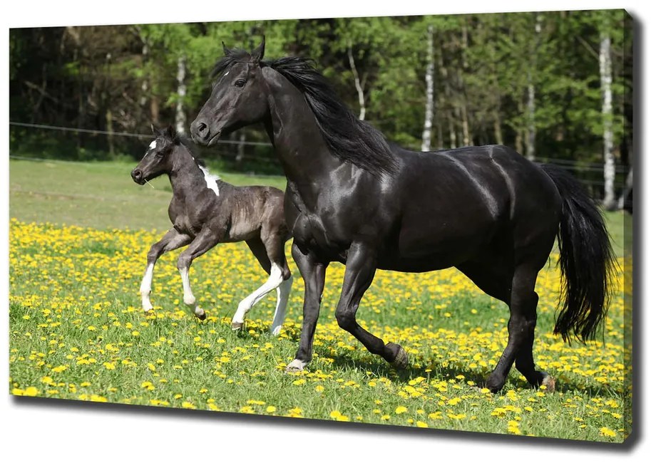 Imprimare tablou canvas Mare cu mânz