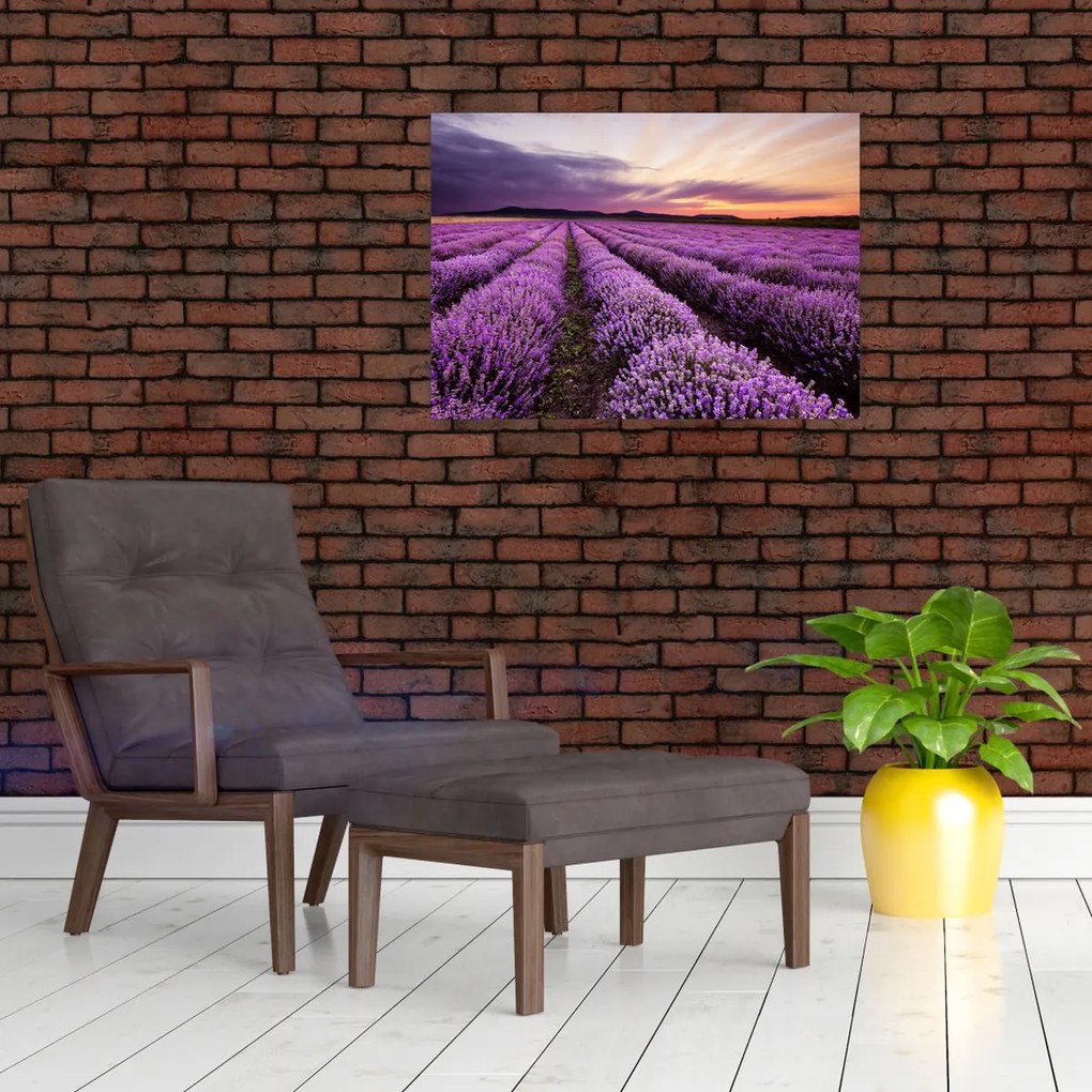 Tablou - Câmp de lavandă la apus de soare (70x50 cm)