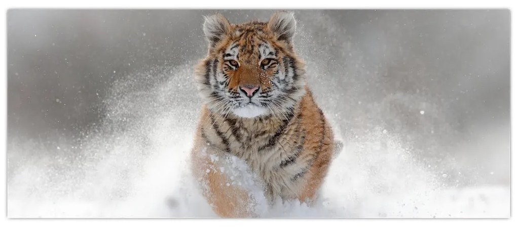 Tablou cutigru fugind prin zăpadă (120x50 cm)
