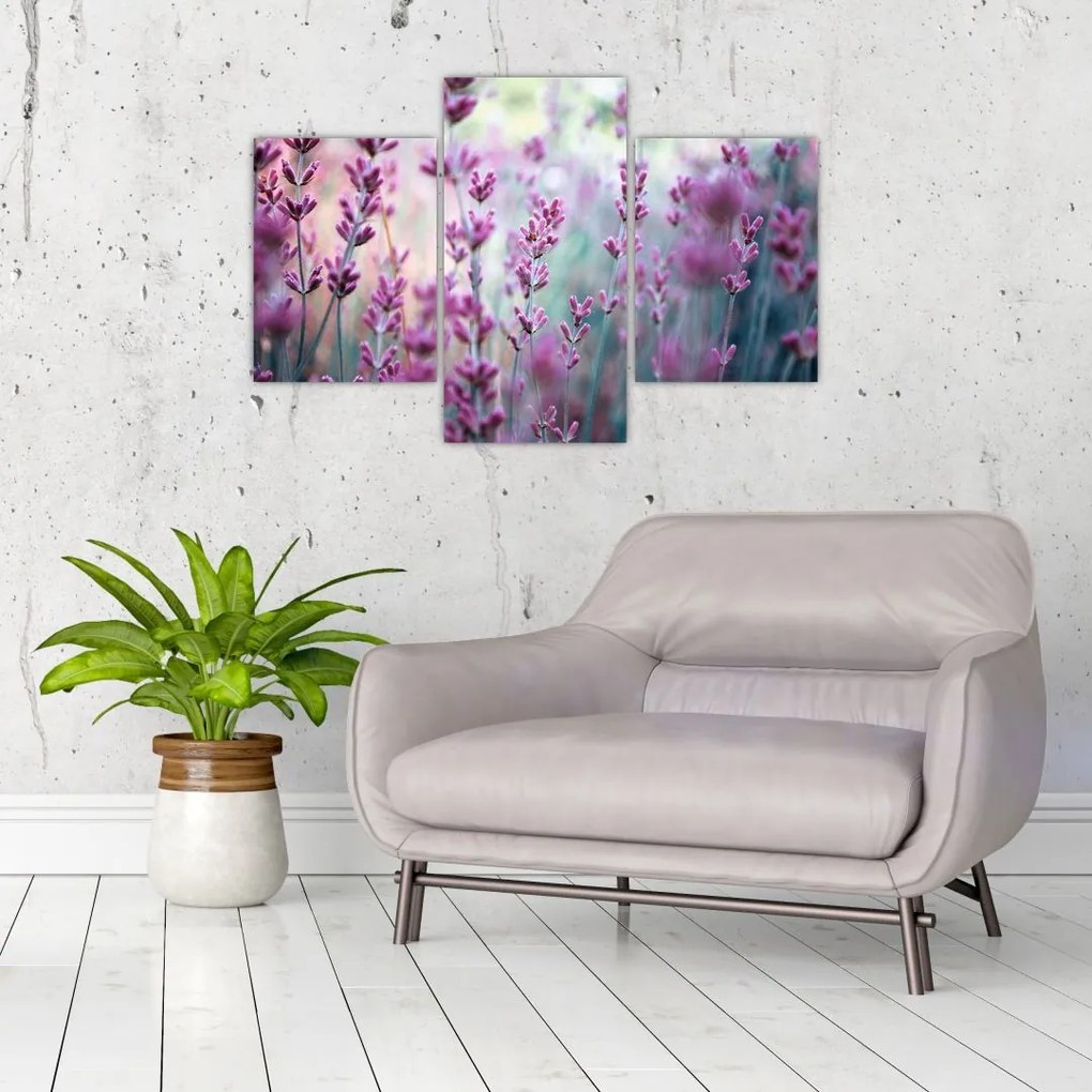 Tablou - Lavandă (90x60 cm)