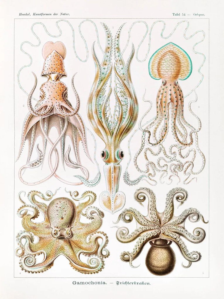 Artă imprimată Gamochonia–Trichterkraken (Octopus / Academia) - Ernst Haeckel, (30 x 40 cm)