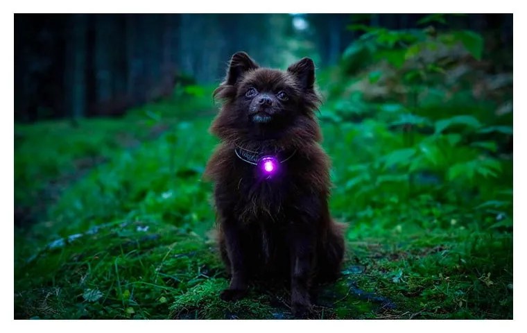 Lanternă LED pentru zgardă Purple – Orbiloc