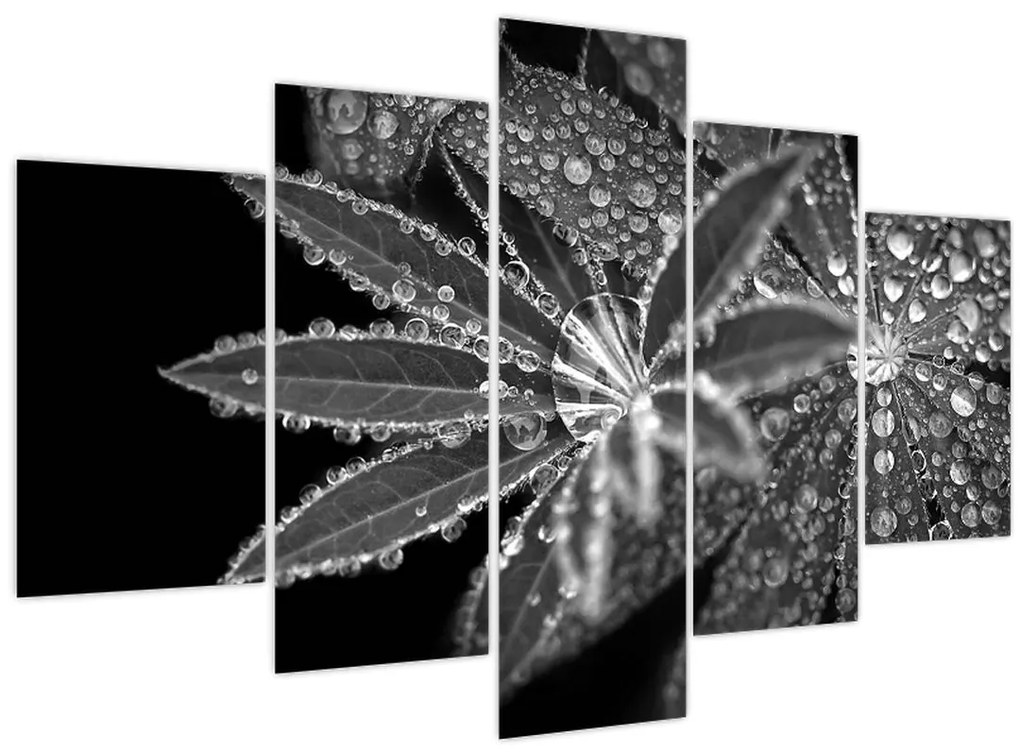Tablou - Frunze cu picături (150x105 cm)