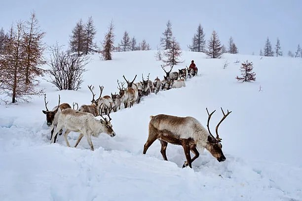 Fotografie Mongolia, Tsaatan, reindeer transhumance, Tuul & Bruno Morandi