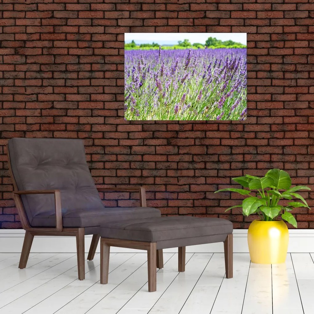 Tablou pe sticlă - Lavandă în câmp (70x50 cm)