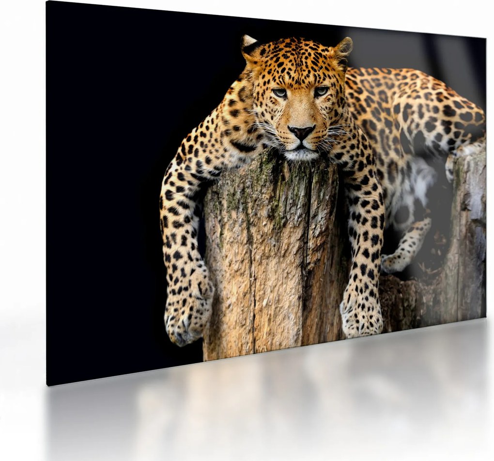 Tablou pe sticlă - Ghepard (70x50 cm)