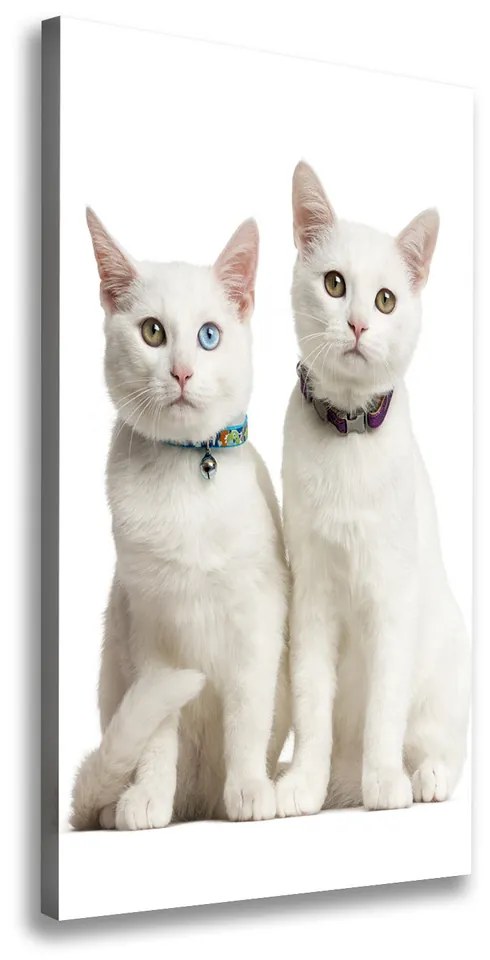 Print pe canvas Două pisici albe