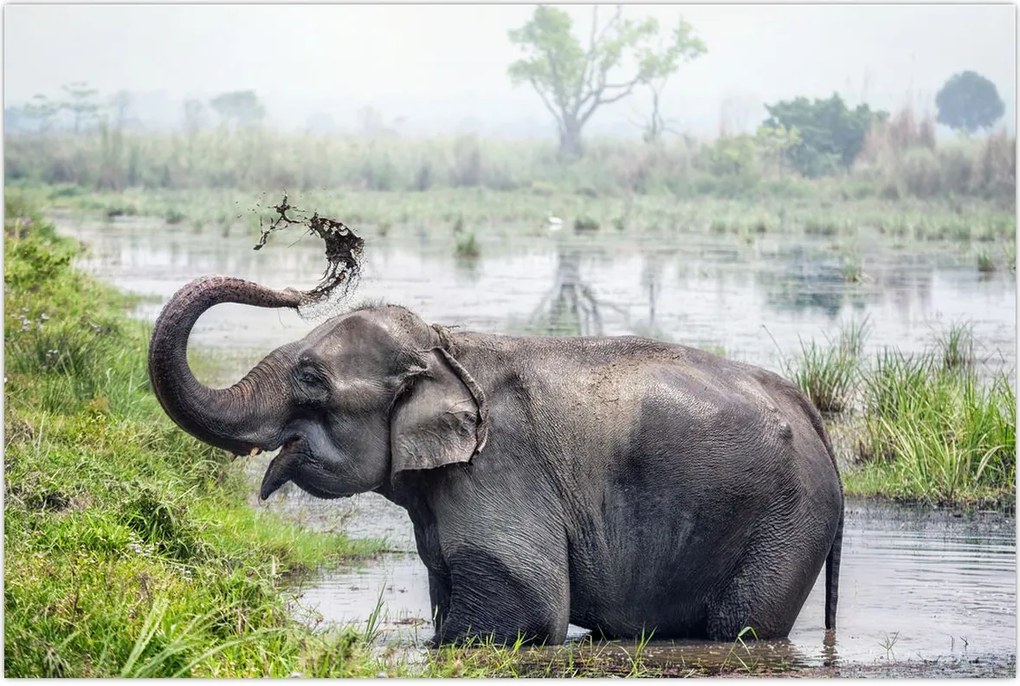 Tablou - Elefant de scăldat (90x60 cm)