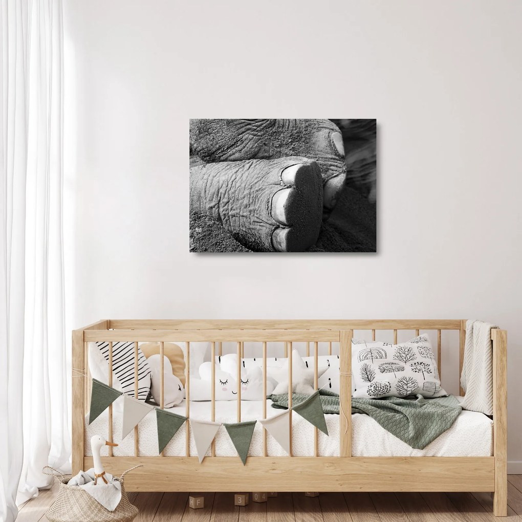 Tablou pe sticlă - Picior de elefant (70x50 cm)