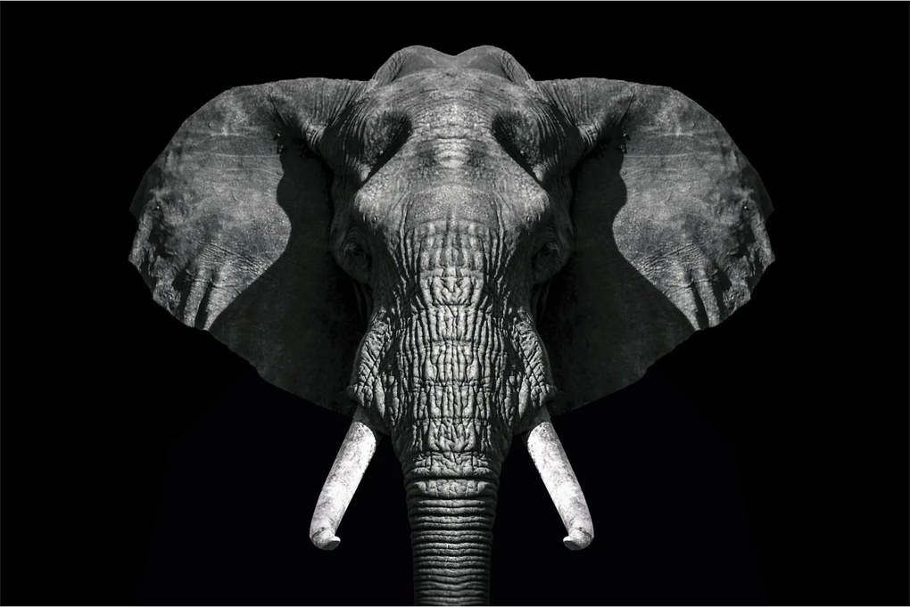 Tablou - Elefant pe fundal negru (90x60 cm)