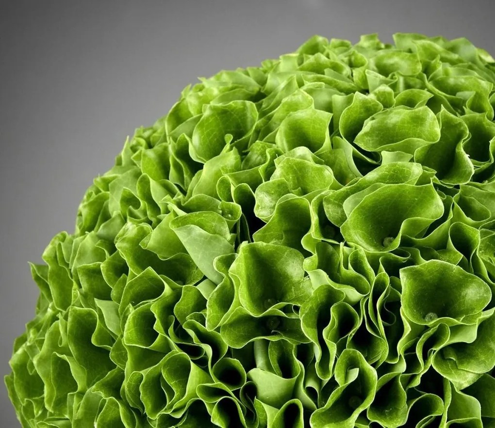 Aranjament floral elegant in forma de sfera, MOLUCELLA MEDIUM 1141292.60