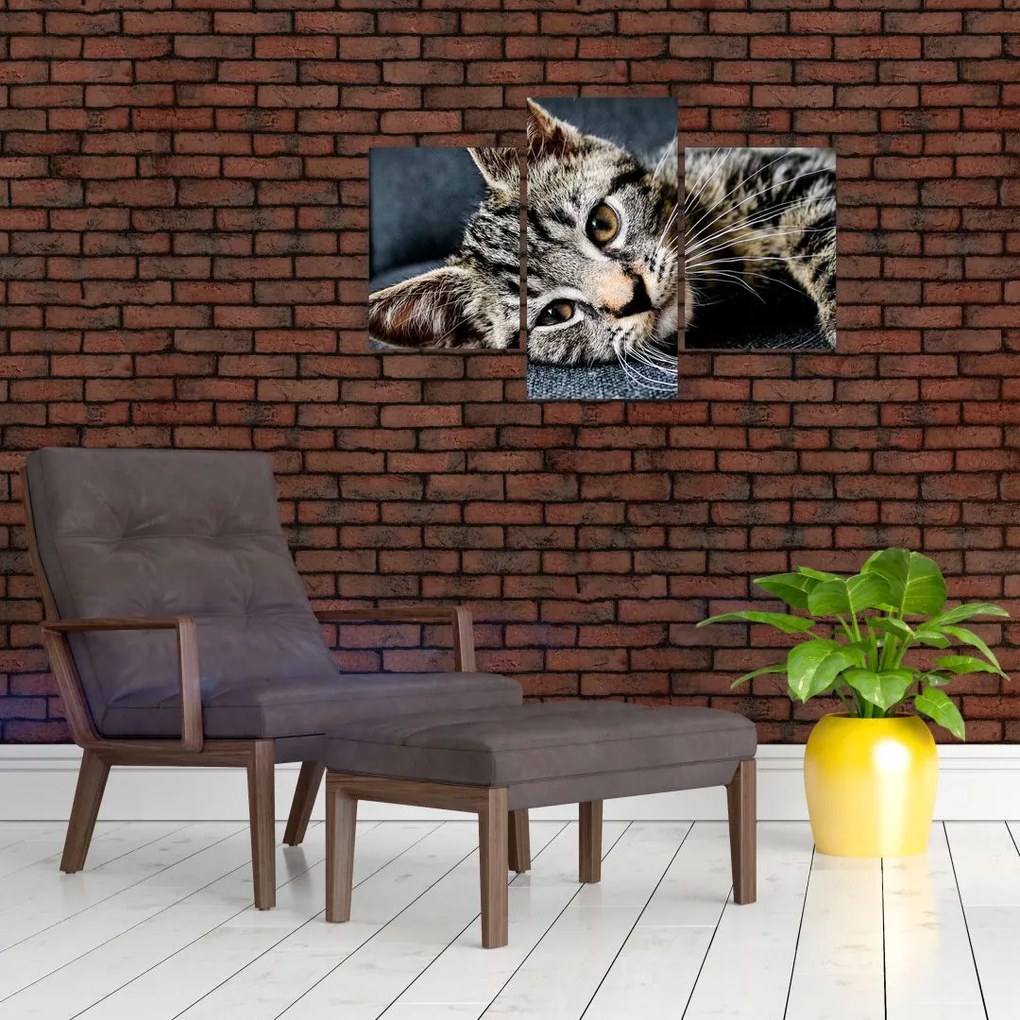 Tablou - Pisoi (90x60 cm)