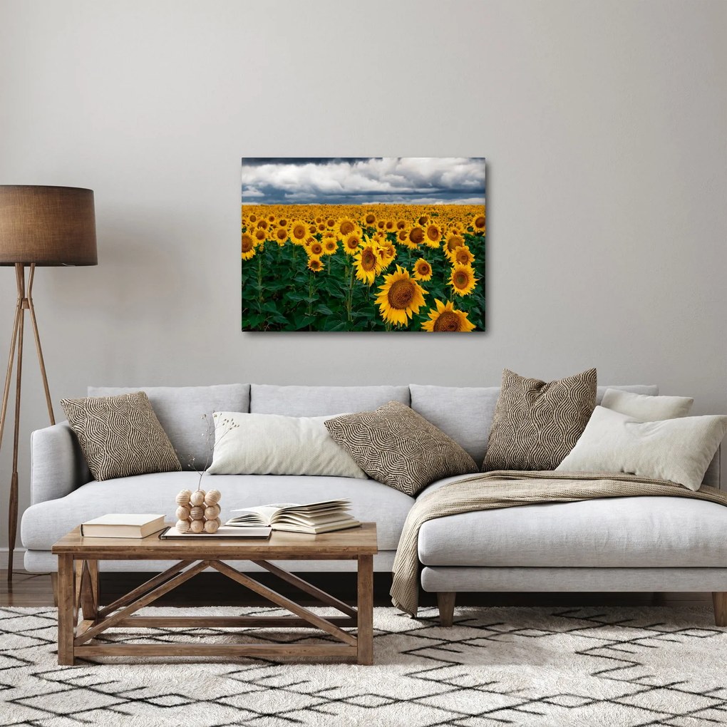 Tablou câmpului de floarea soarelui (70x50 cm)