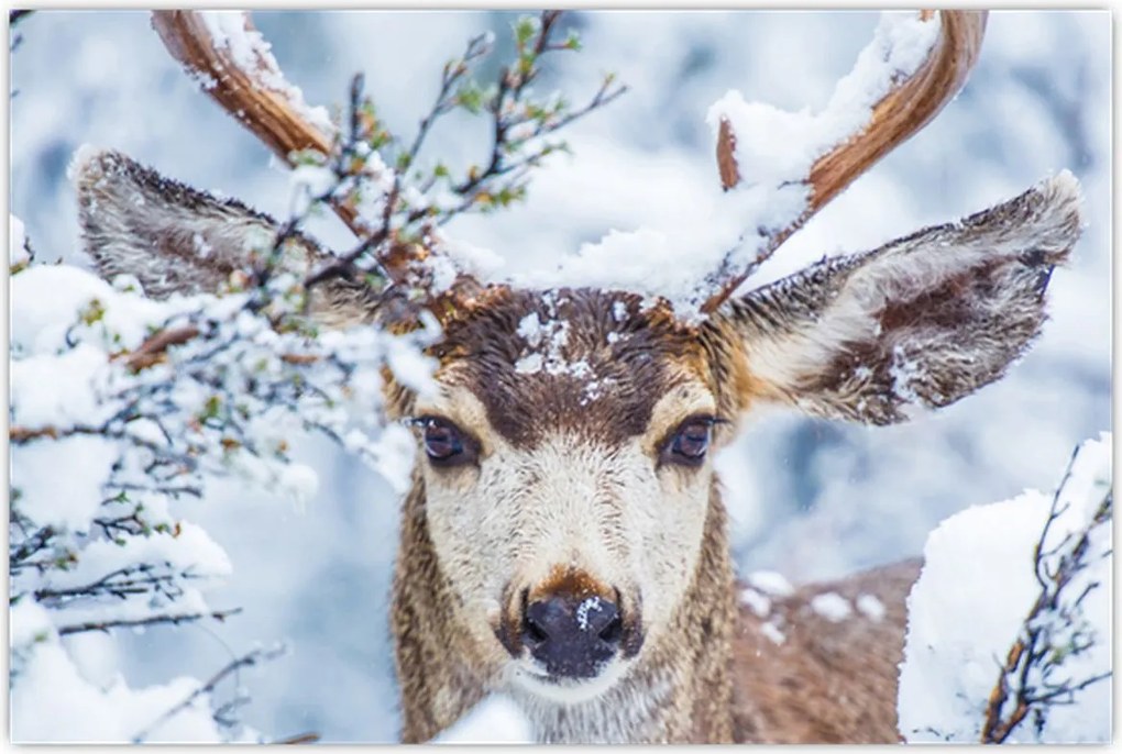 Tablou - Cerbul catâr (90x60 cm)