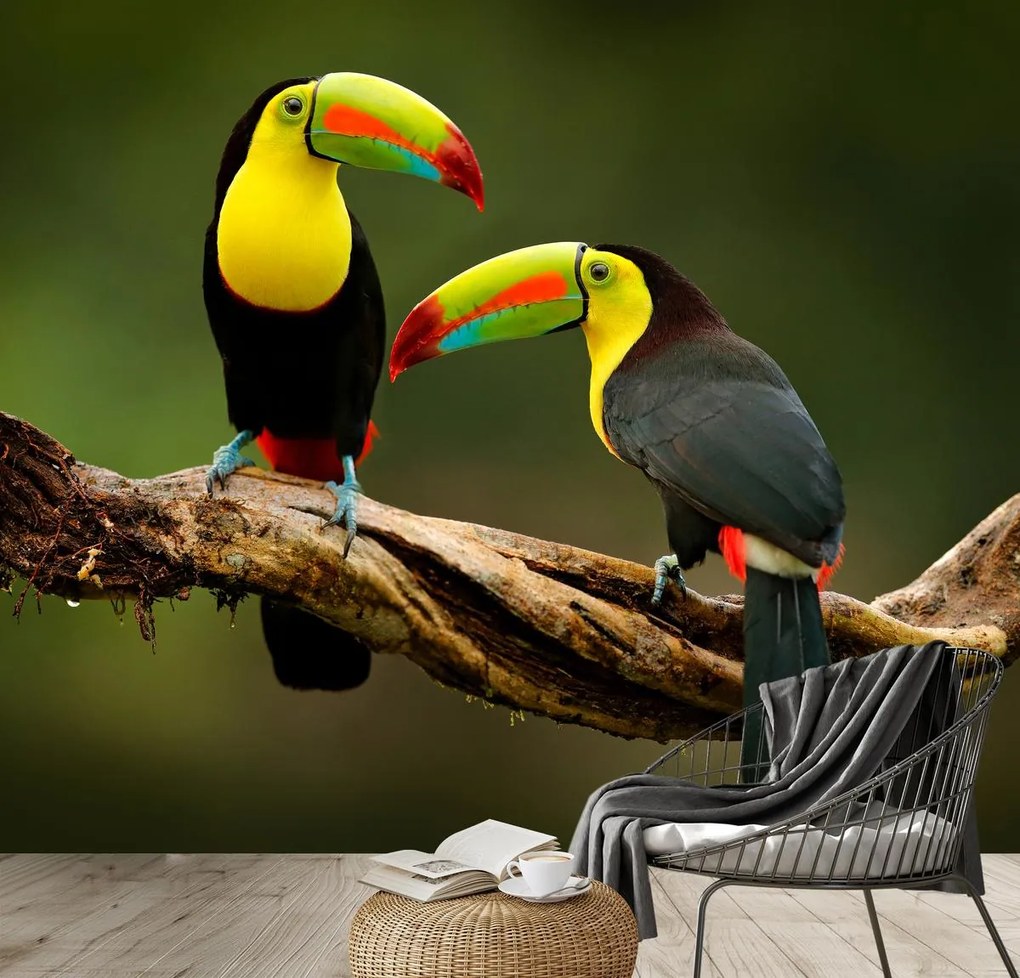 Fototapet - Tucano (147x102 cm)
