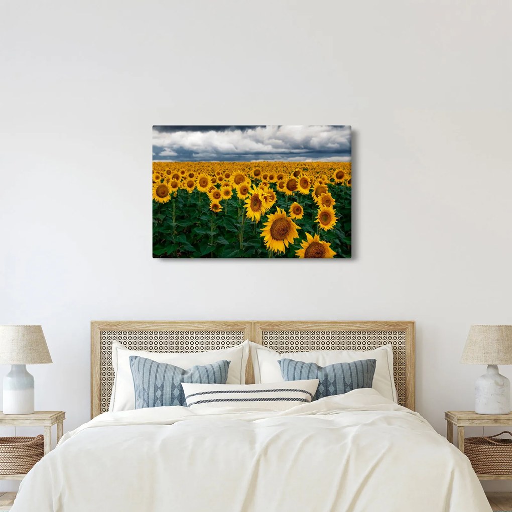 Tablou câmpului de floarea soarelui (90x60 cm)