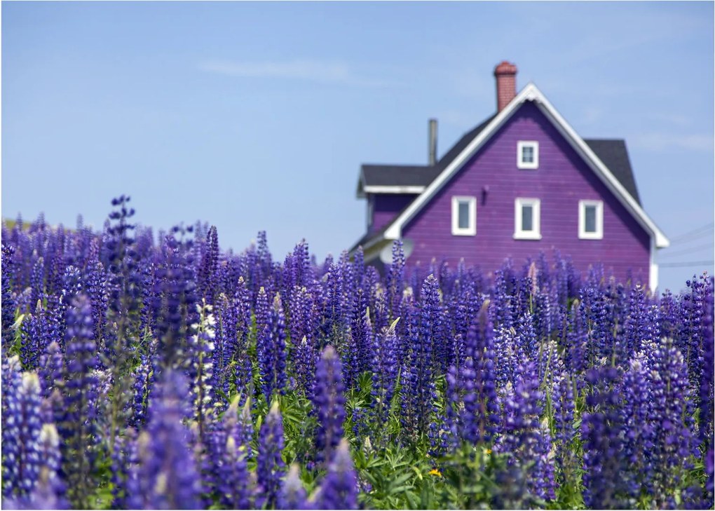 Tablou pe sticlă cu câmp de lavanda (70x50 cm)