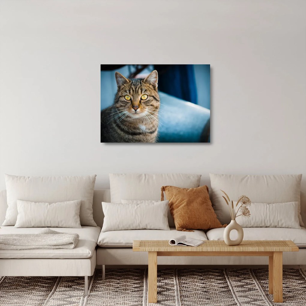 Tablou pe sticlă - Pisica domestică (70x50 cm)