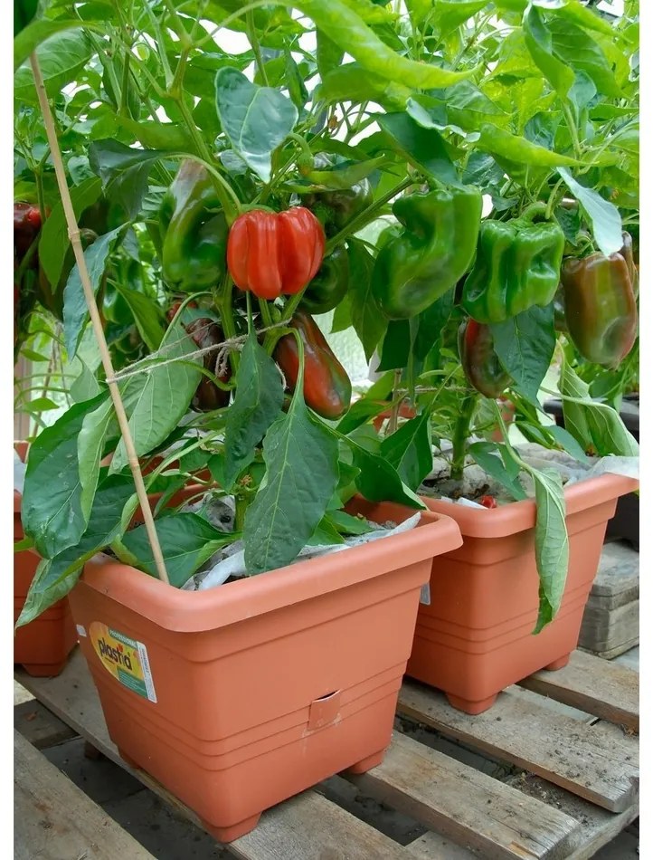 Plastia Bergamot ghiveci auto-udare35 x 35 cm maro deschis