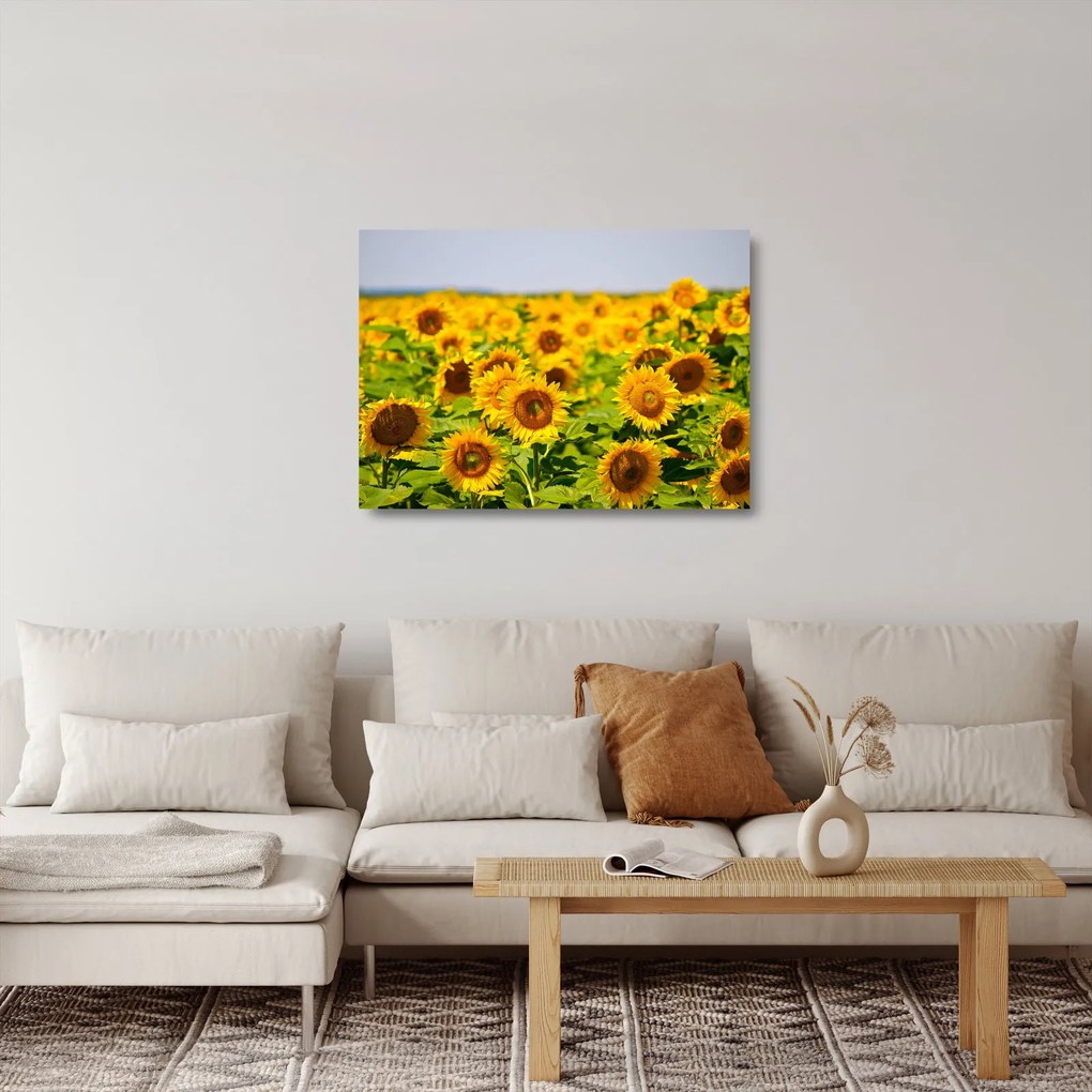 Tablou pe sticlă - Floarea-soarelui (70x50 cm)
