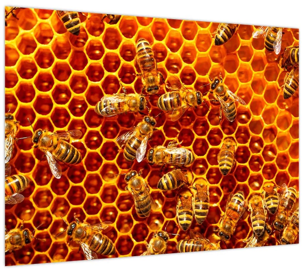 Tablou - Fagure de miere (70x50 cm)