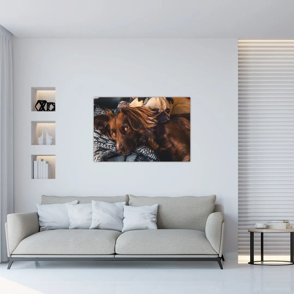 Tablou cu câini dormind (90x60 cm)