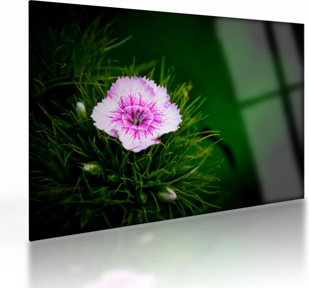 Tablou pe sticlă cu floare roz (70x50 cm)