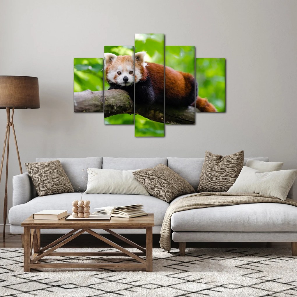 Tablou cu panda roșie (150x105 cm)