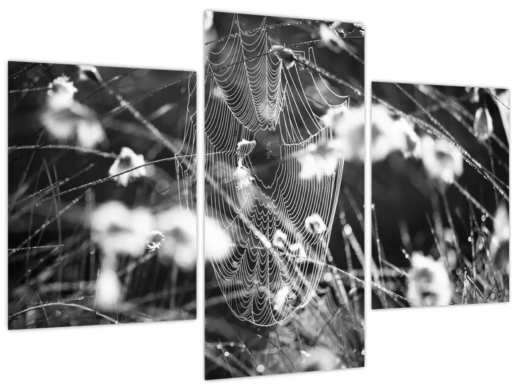 Tablou - Pânza de păianjen în pajiște (90x60 cm)