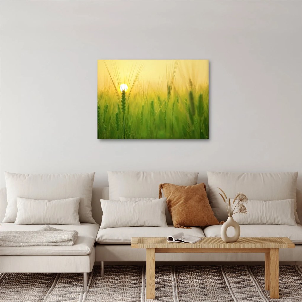 Tablou - Câmp cu cereale (70x50 cm)