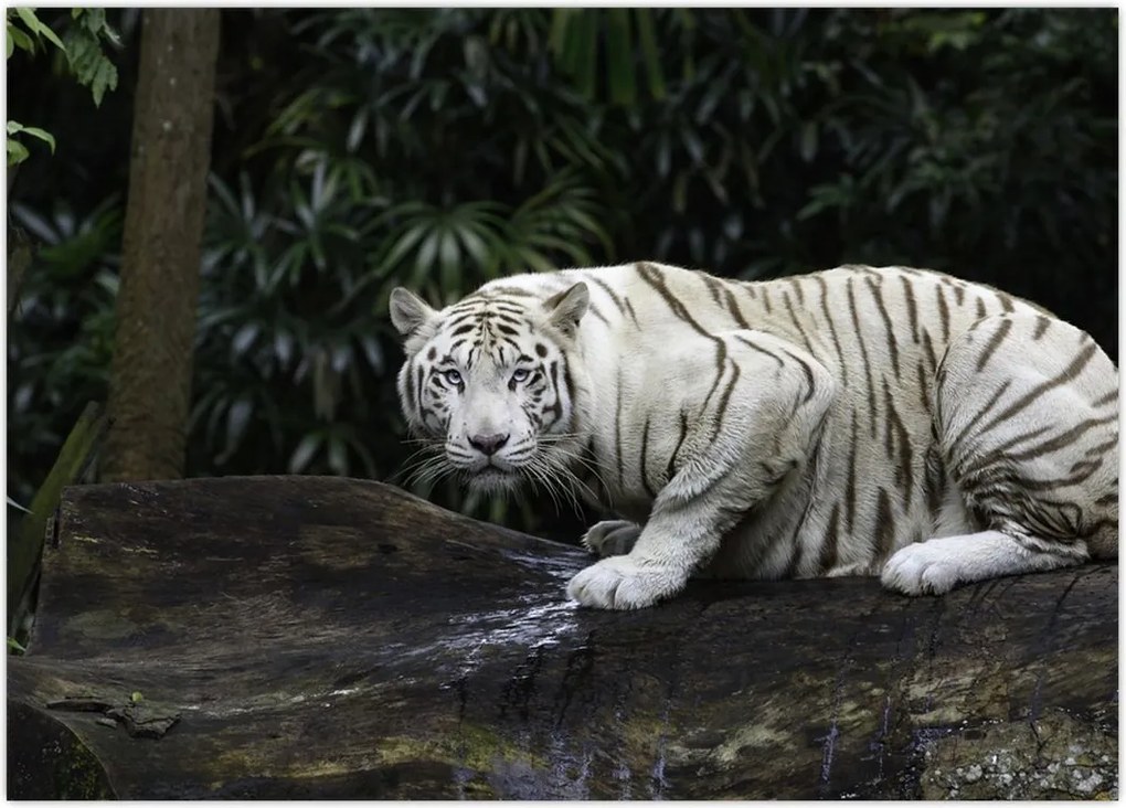 Tablou - Tigru alb (70x50 cm)