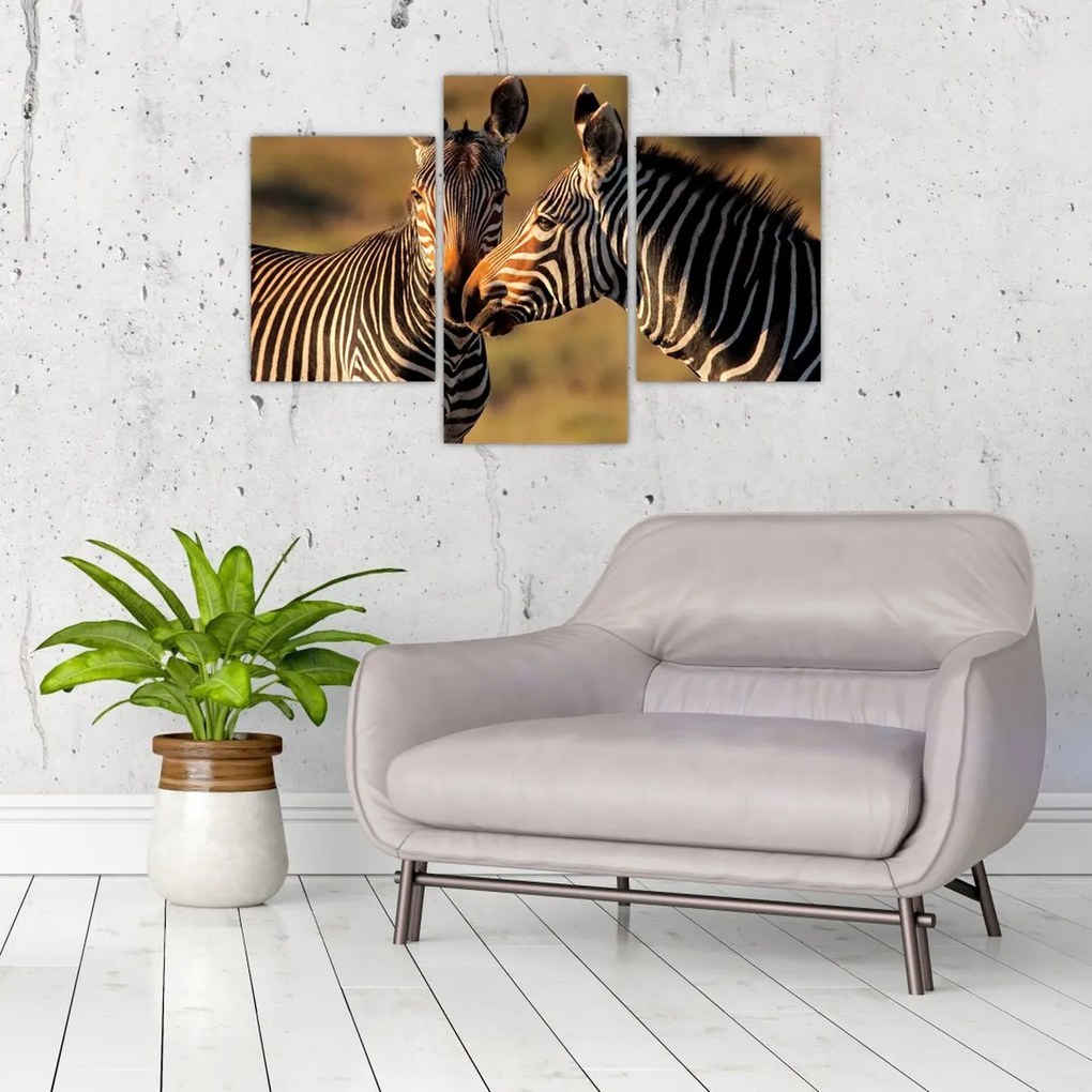 Tablou - Două zebre (90x60 cm)