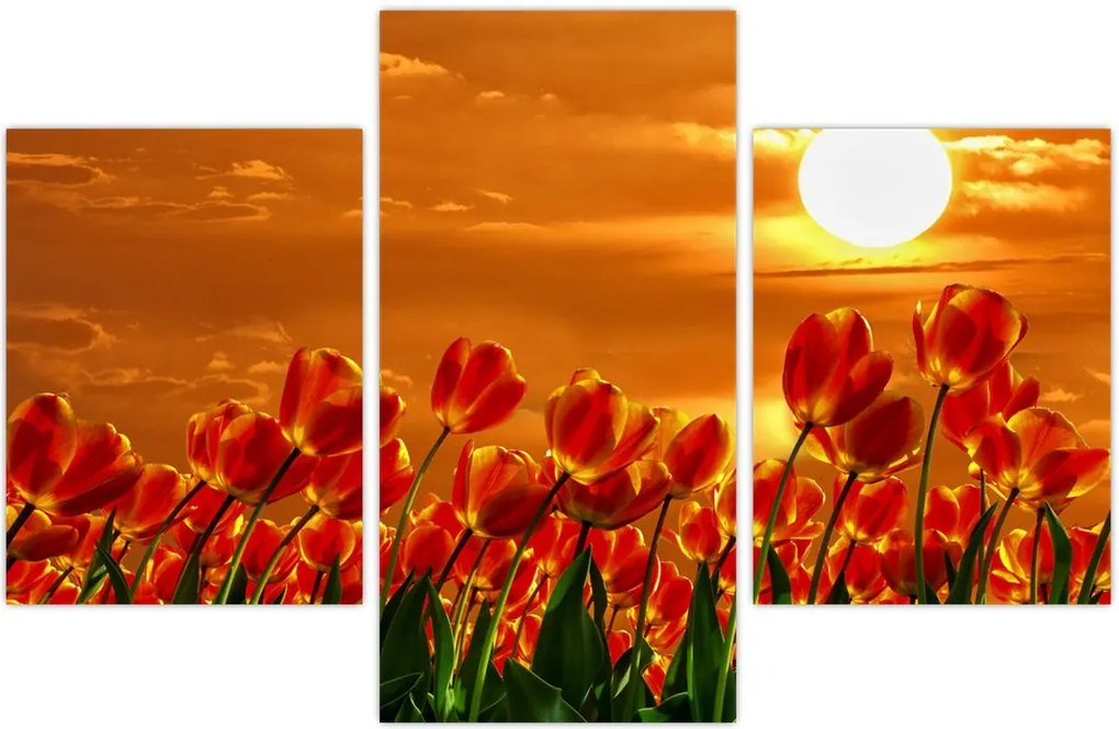 Tablou - lan înflorit de lalele (90x60 cm)