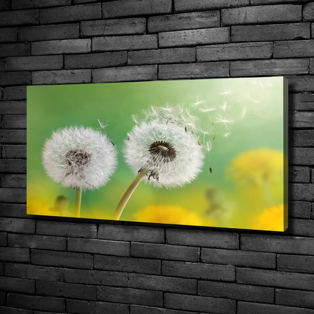 Tablou pe pânză canvas Păpădia