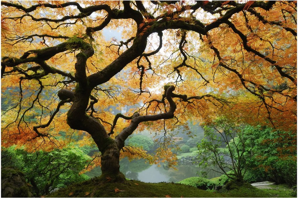 Tablou - Arțarul japonez galben, Portland, Oregon (90x60 cm)