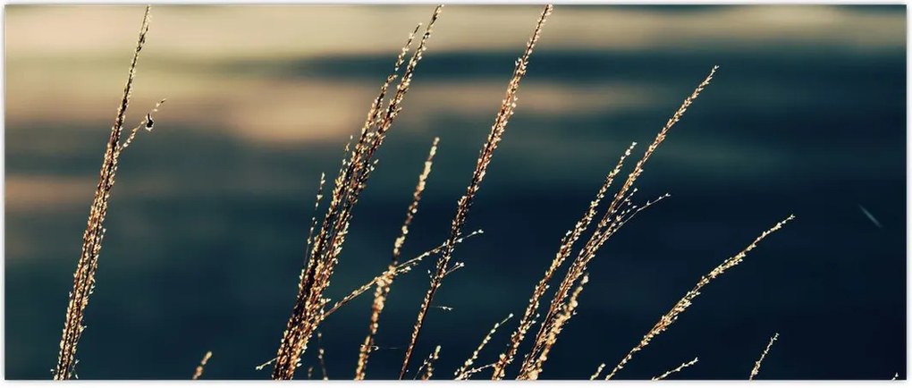 Tablou cu ierburi (120x50 cm)