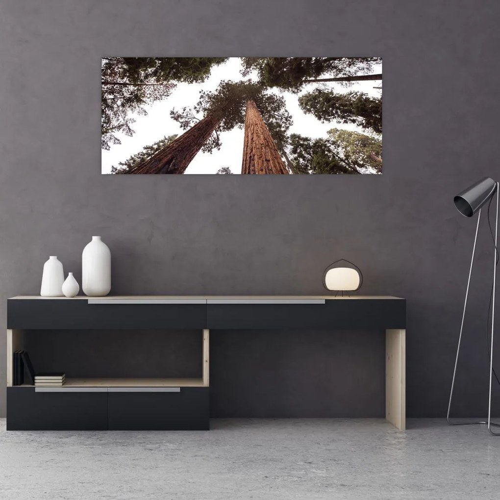 Tablou - Privire prin vârfurile copacilor (120x50 cm)