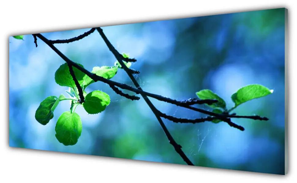 Tablou pe sticla Branch Frunze Floral Negru Verde